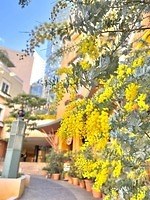 「お花見イベント2025」東京・大阪・福岡ほか、開花時期の桜祭りなどおすすめ観光スポット｜写真13