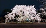 「お花見イベント2025」東京・大阪・福岡ほか、開花時期の桜祭りなどおすすめ観光スポット｜写真17