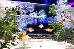 企画展「金魚と幻想の銀世界」アートアクアリウム美術館 GINZAで、金魚と光が織りなす冬景色｜写真4