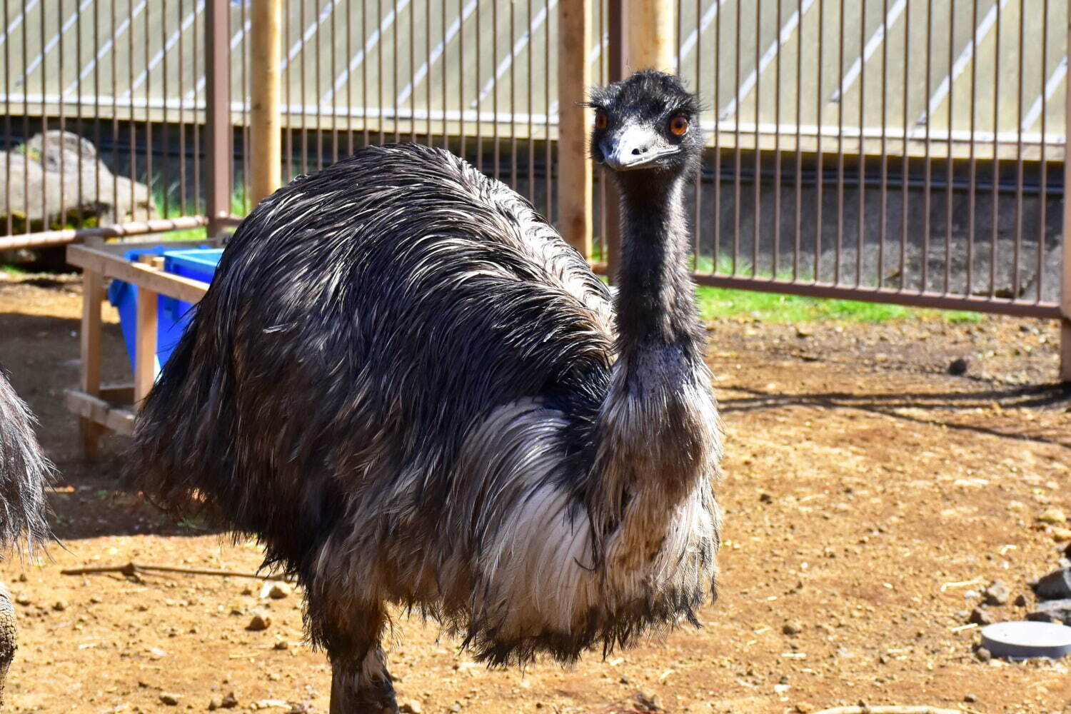 伊豆シャボテン動物公園に「サバンナエリア」大型動物から小動物まで、キリンと同じ目線のウッドデッキも｜写真4