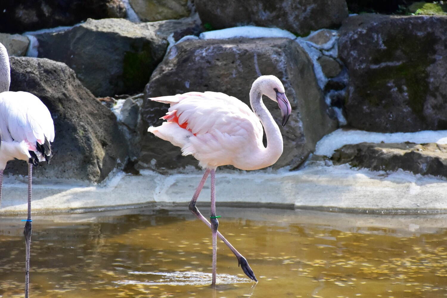 伊豆シャボテン動物公園に「サバンナエリア」大型動物から小動物まで、キリンと同じ目線のウッドデッキも｜写真9
