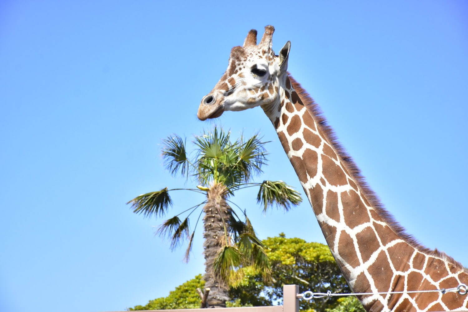 アミメキリン「ニコ」