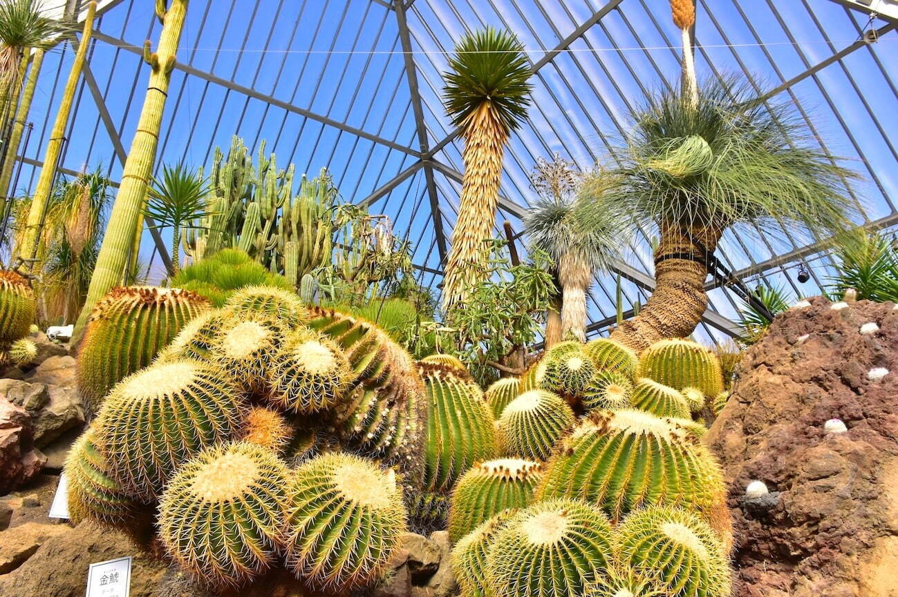 伊豆シャボテン動物公園に「サバンナエリア」大型動物から小動物まで、キリンと同じ目線のウッドデッキも|写真11