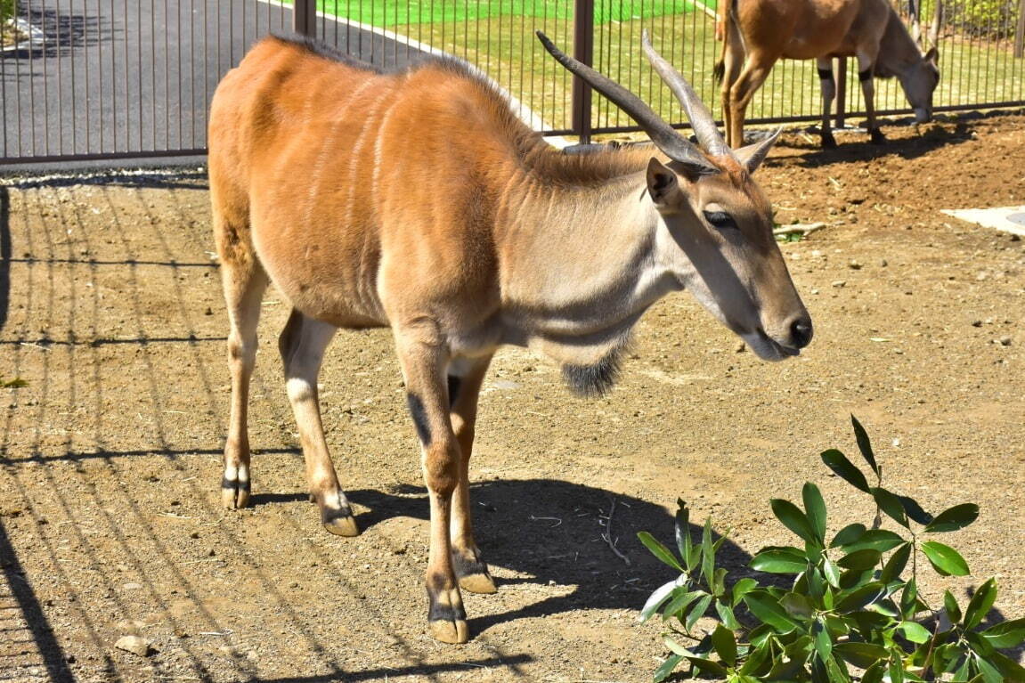 伊豆シャボテン動物公園に「サバンナエリア」大型動物から小動物まで、キリンと同じ目線のウッドデッキも｜写真2