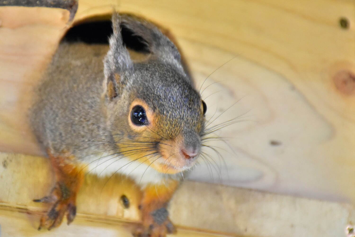 伊豆シャボテン動物公園に「サバンナエリア」大型動物から小動物まで、キリンと同じ目線のウッドデッキも｜写真8