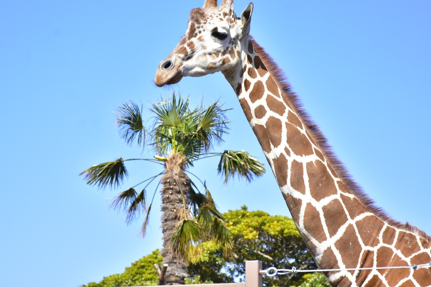植物｜伊豆シャボテン動物公園に「サバンナエリア」大型動物から小動物まで、キリンと同じ目線のウッドデッキも
