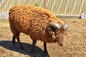 伊豆シャボテン動物公園に「サバンナエリア」大型動物から小動物まで、キリンと同じ目線のウッドデッキも｜写真5