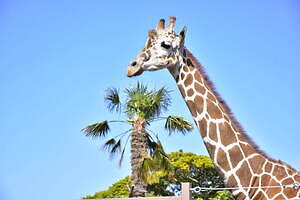 伊豆シャボテン動物公園に「サバンナエリア」大型動物から小動物まで、キリンと同じ目線のウッドデッキも｜写真1