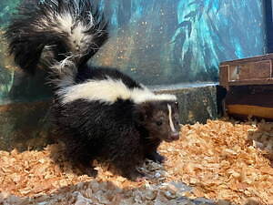 伊豆シャボテン動物公園に「サバンナエリア」大型動物から小動物まで、キリンと同じ目線のウッドデッキも｜写真6