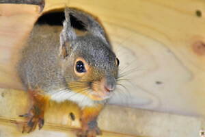 伊豆シャボテン動物公園に「サバンナエリア」大型動物から小動物まで、キリンと同じ目線のウッドデッキも｜写真8