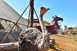 伊豆シャボテン動物公園に「サバンナエリア」大型動物から小動物まで、キリンと同じ目線のウッドデッキも｜写真7