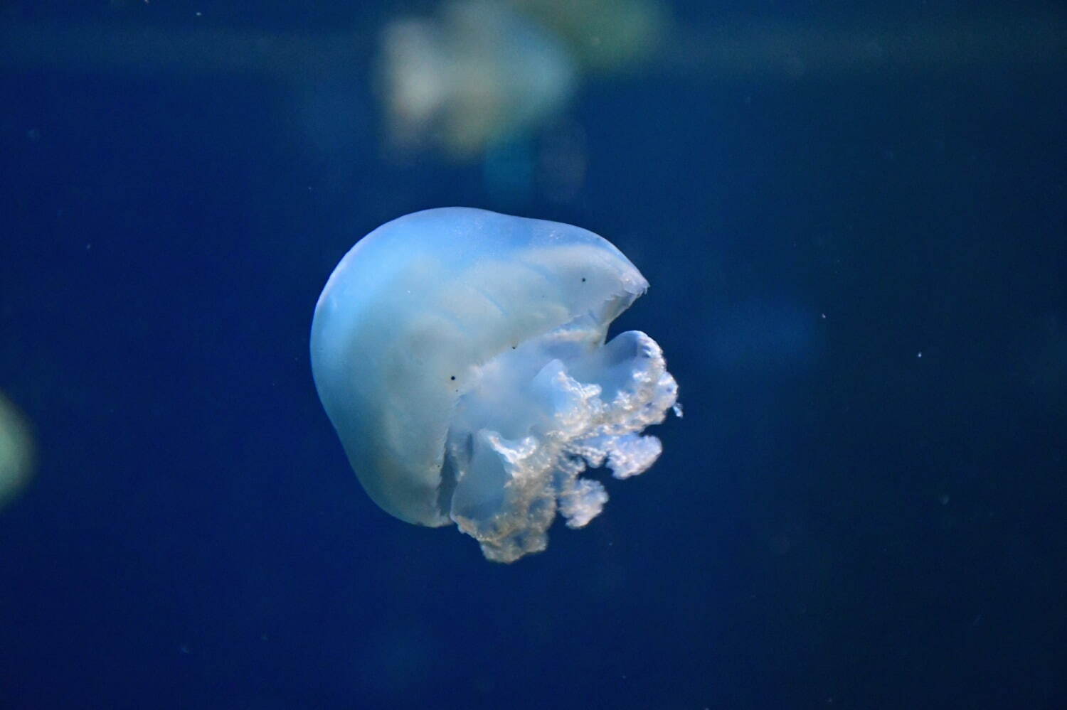 高質 新江ノ島水族館バレンタインイベント「恋する“えのすい”」クラゲ ぬいぐるみ