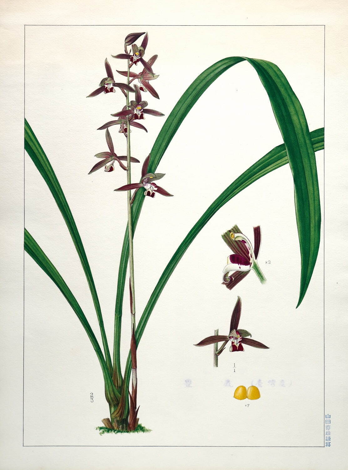 ホウサイ
山田壽雄 1930年代か 紙にインク、水彩
東京大学総合研究博物館 ©Intermediatheque