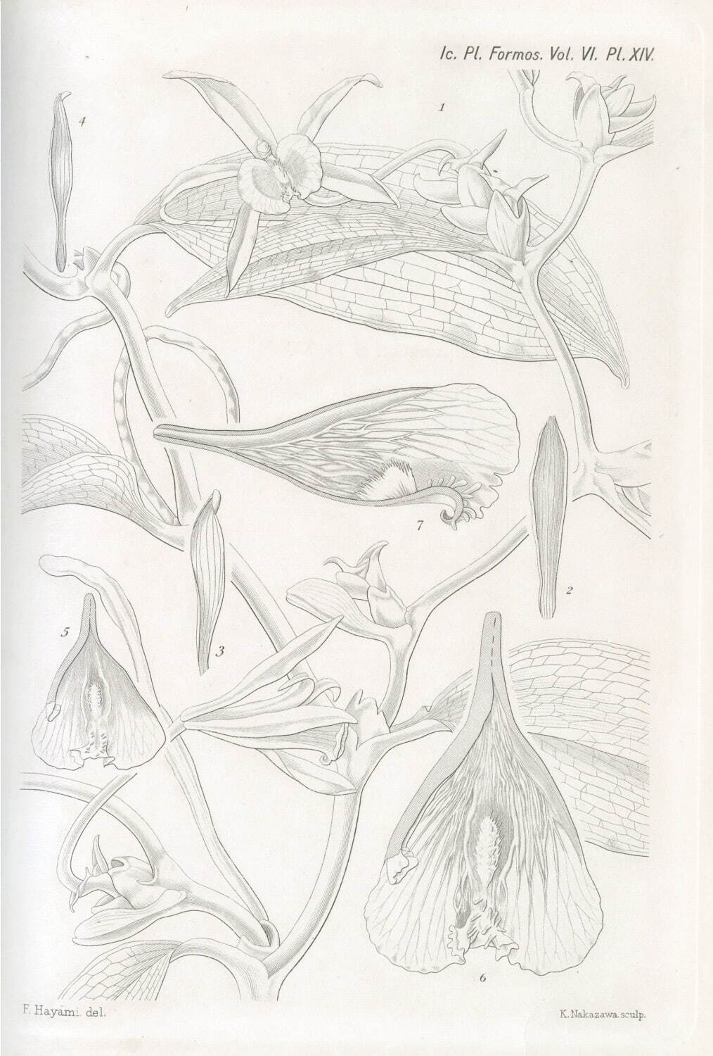 タイワンバニラ 早田文蔵『臺灣植物圖譜』第6巻 第14図版
大正5年(1916年) 速水不染原画 台北：臺灣總督府民政部殖產局 紙に印刷
東京大学総合研究博物館所蔵 ©Intermediatheque