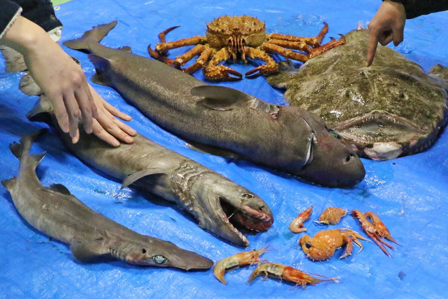 アクアリウム｜横浜・八景島シーパラダイス「深海生物」50種500点以上集結、オオグソクムシの姿揚げ実食イベントも