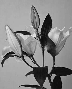 エルニ(ELENI) 2025年春ウィメンズコレクション  - 写真21