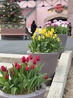 東京ドイツ村の早咲き「菜の花」約250万本が見頃に、一足先に春を感じるイエローの絶景｜写真5