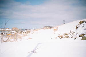 スノーピーク(Snow Peak) 2024-25年秋冬ウィメンズ&メンズコレクション  - 写真32