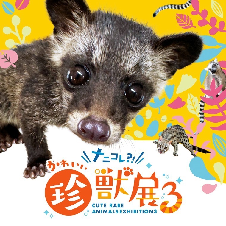【開催中止】「ナニコレ?!かわいい珍獣展3」福岡・博多にキュートな珍獣集結、フェネック抱っこ体験も｜写真1