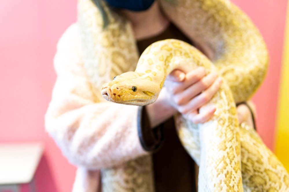 【開催中止】「ナニコレ?!かわいい珍獣展3」福岡・博多にキュートな珍獣集結、フェネック抱っこ体験も｜写真3
