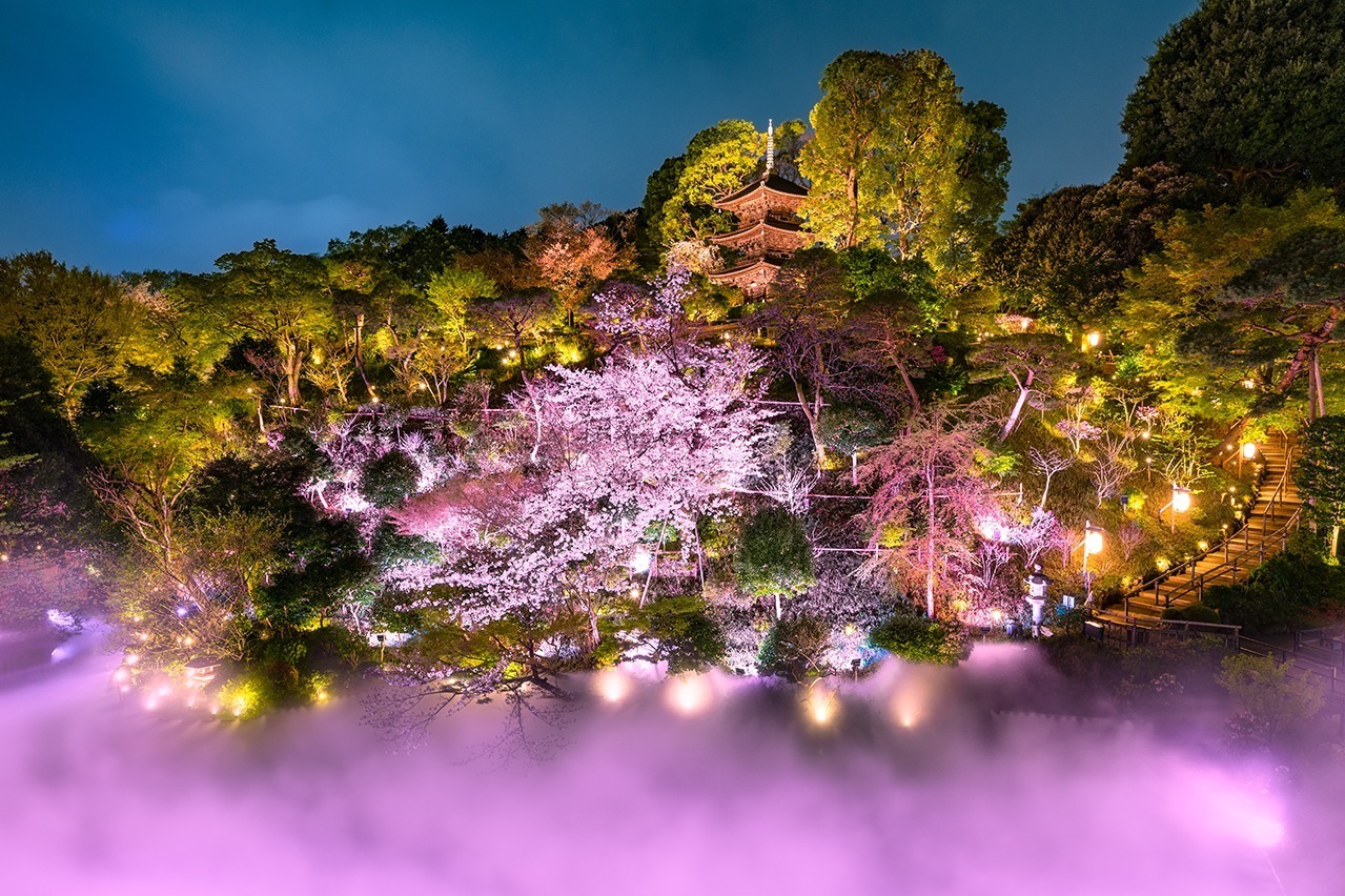 日本庭園｜ホテル椿山荘東京、“桜ライトアップ×霧”の庭園演出「夜桜雲海」春限定スイーツも