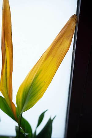 ユニフォーム エクスペリメント(uniform experiment) 2025年春夏メンズコレクション  - 写真1