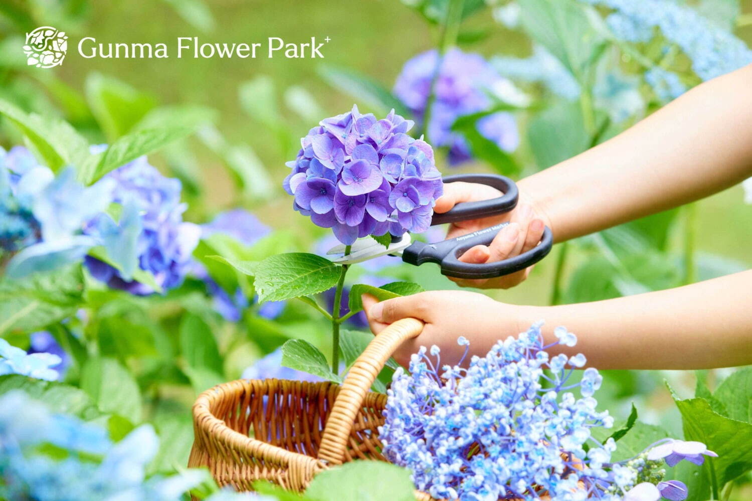 「ぐんまフラワーパークプラス」“花とあそぶ”体験型施設にリニューアル、四季の花々＆温室アスレチック｜写真15