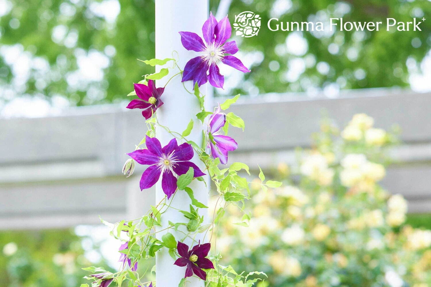 「ぐんまフラワーパークプラス」“花とあそぶ”体験型施設にリニューアル、四季の花々＆温室アスレチック｜写真14