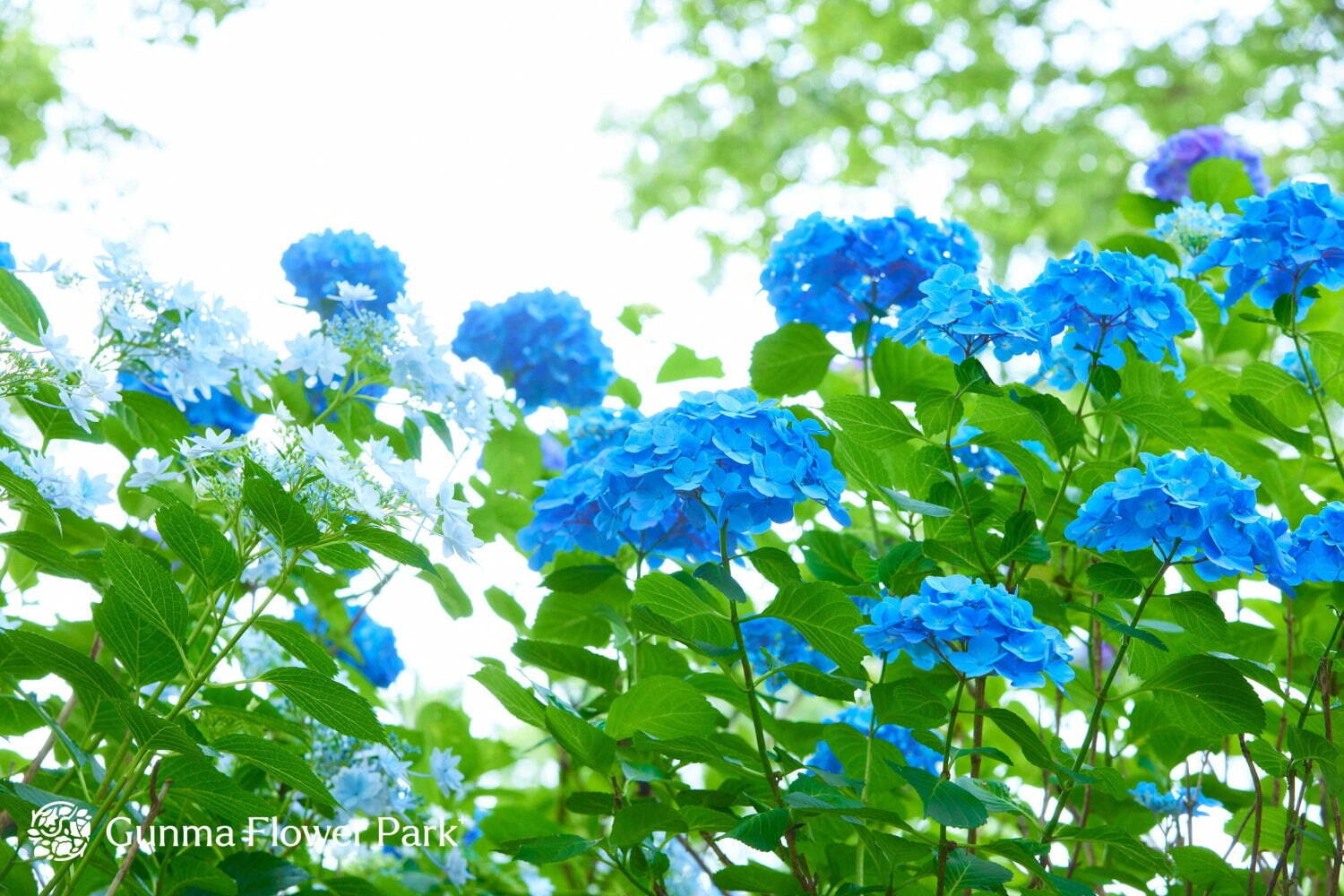 「ぐんまフラワーパークプラス」“花とあそぶ”体験型施設にリニューアル、四季の花々＆温室アスレチック｜写真11