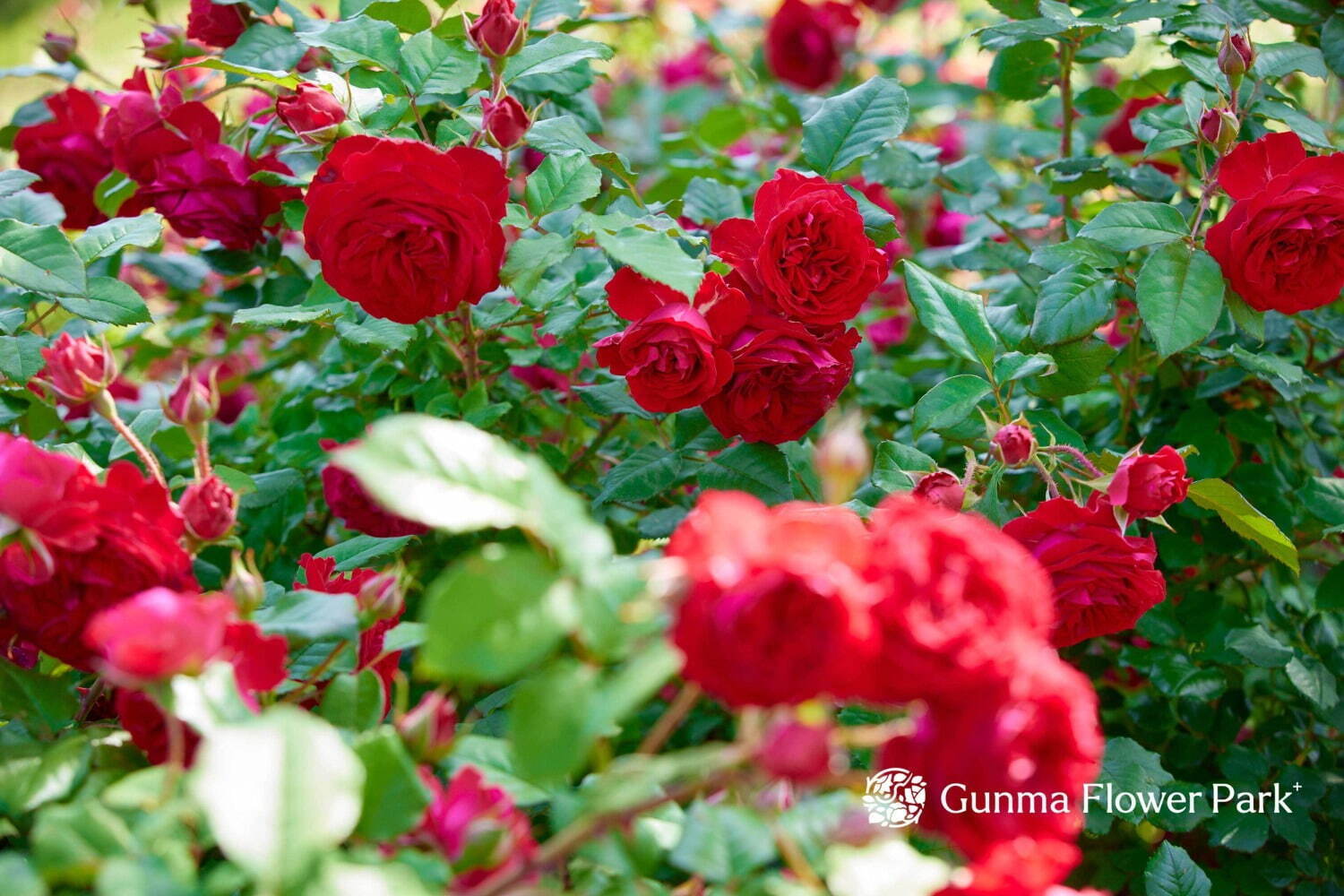 「ぐんまフラワーパークプラス」“花とあそぶ”体験型施設にリニューアル、四季の花々＆温室アスレチック｜写真12