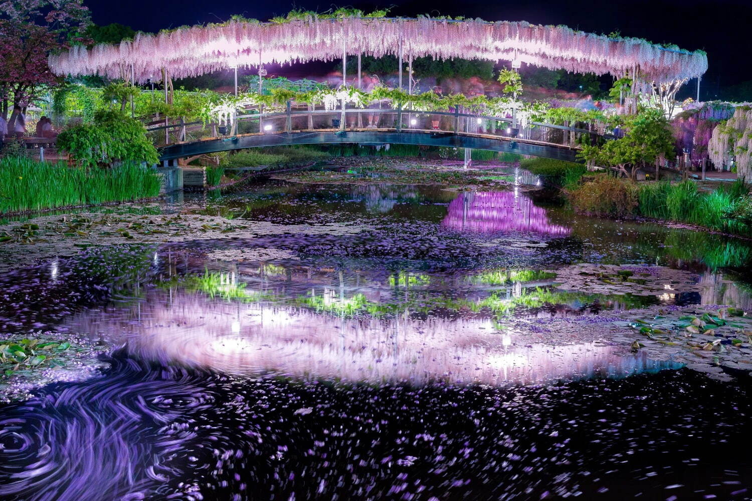 栃木あしかがフラワーパーク「ふじのはな物語」大藤棚など350本以上咲く絶景、夜はライトアップも｜写真16