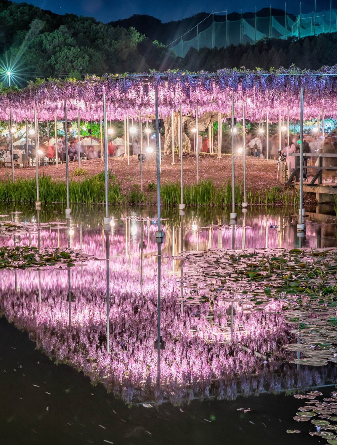 栃木あしかがフラワーパーク「ふじのはな物語」大藤棚など350本以上咲く絶景、夜はライトアップも｜写真2