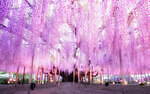 栃木あしかがフラワーパーク「ふじのはな物語」大藤棚など350本以上咲く絶景、夜はライトアップも｜写真18