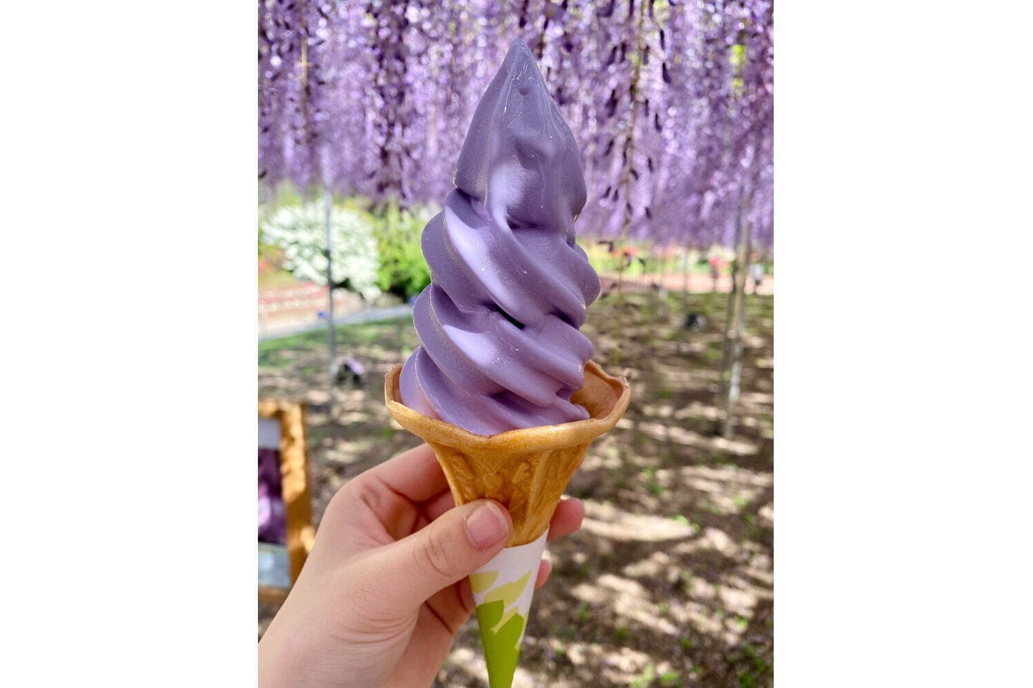 藤ソフト 500円
