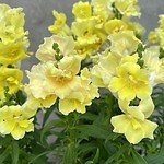 横浜赤レンガ倉庫の春イベント「フラワー ガーデン 2025」アートな花畑やライトアップ｜写真15