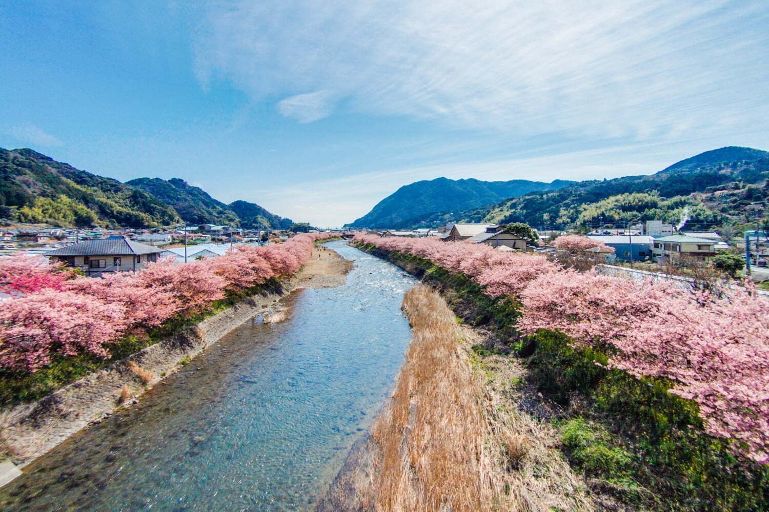 冬イベント｜静岡・伊豆の花見イベント「河津桜まつり」早咲き“河津桜”約850本、夜はライトアップも