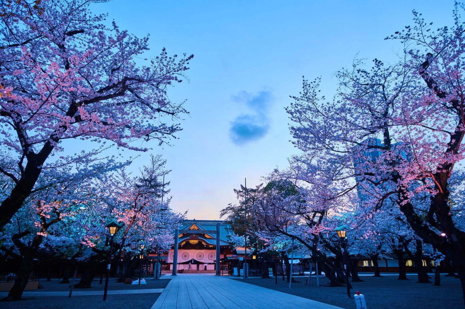 「全国の桜名所＆桜まつり2025」東京・大阪・京都などの花見スポット＆開花時期の春イベント｜写真27