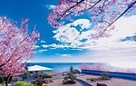 「全国の桜名所＆桜まつり2025」東京・大阪・京都などの花見スポット＆開花時期の春イベント｜写真7
