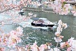 「全国の桜名所＆桜まつり2025」東京・大阪・京都などの花見スポット＆開花時期の春イベント｜写真10