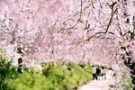 「全国の桜名所＆桜まつり2025」東京・大阪・京都などの花見スポット＆開花時期の春イベント｜写真3