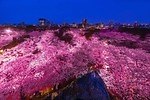 「全国の桜名所＆桜まつり2025」東京・大阪・京都などの花見スポット＆開花時期の春イベント｜写真6