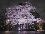 「全国の桜名所＆桜まつり2025」東京・大阪・京都などの花見スポット＆開花時期の春イベント｜写真26