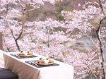 「全国の桜名所＆桜まつり2025」東京・大阪・京都などの花見スポット＆開花時期の春イベント｜写真9