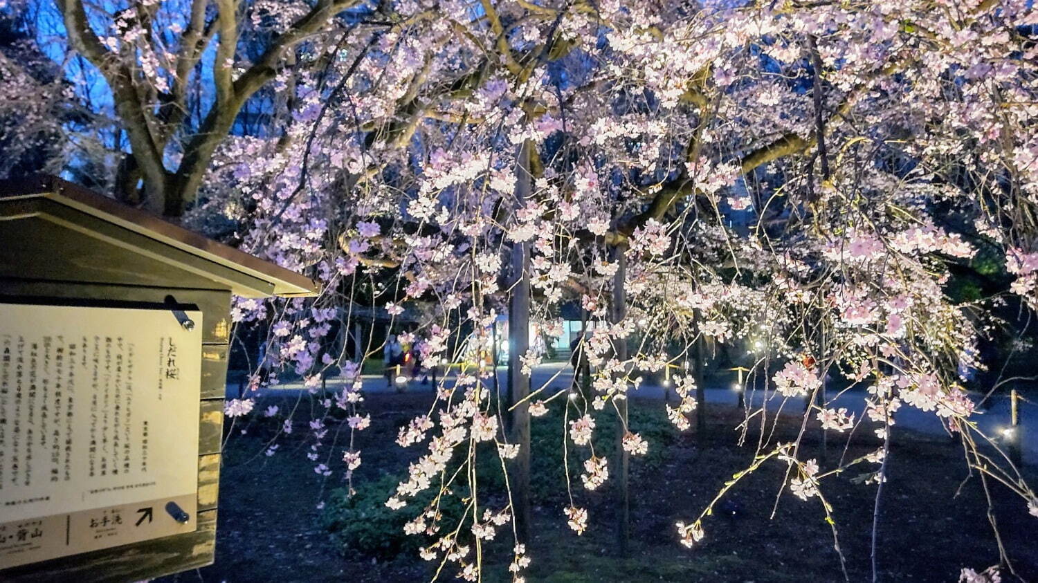 しだれ桜(六義園)水彩画 木製フレーム付き しだれ桜(六義園)水彩画 木製フレーム付き