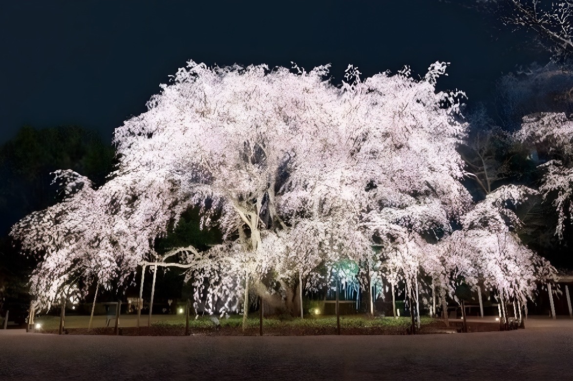 六義園の桜(水彩画) 六義園の桜(水彩画)
