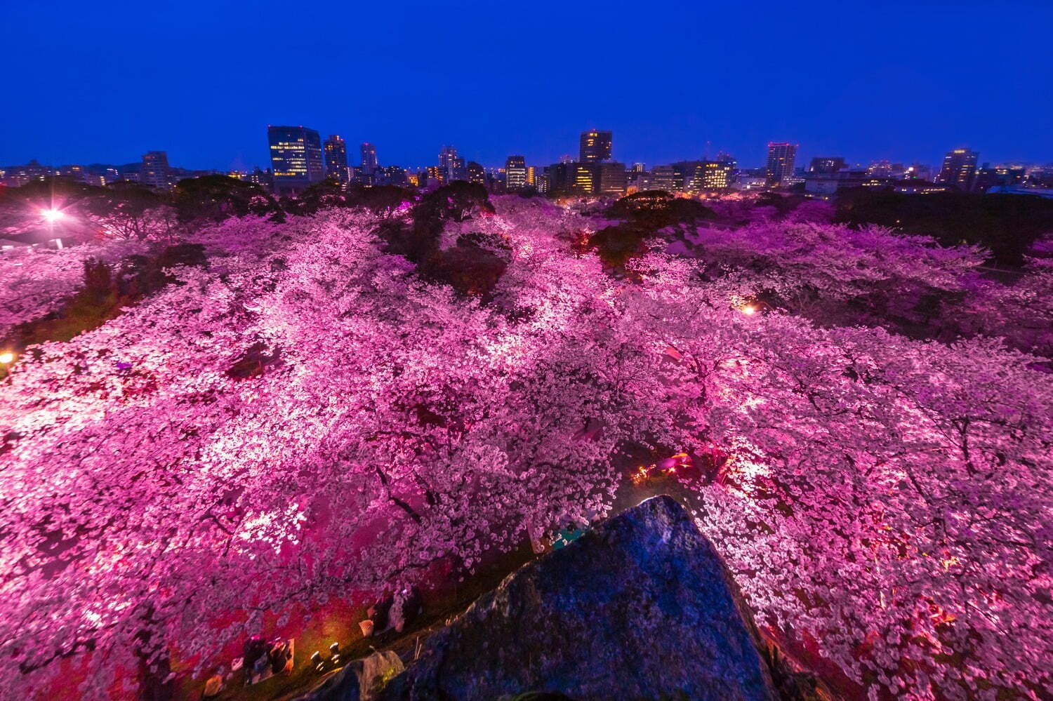 お祭り｜春の花見イベント「福岡城さくらまつり」約1,000本の桜をライトアップした幻想的空間