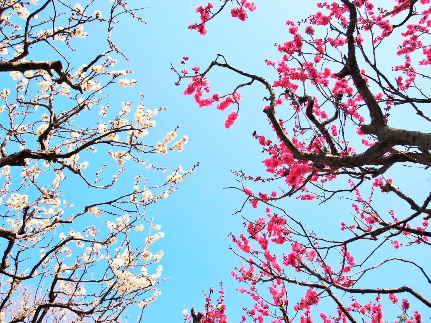 大阪・万博記念公園「梅まつり」約680本の梅が開花、チョーヤコラボの“利き梅酒”や梅スイーツも｜写真6