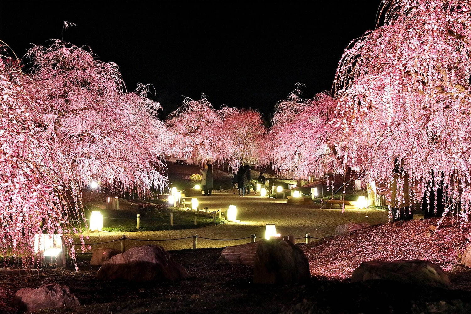 三重「鈴鹿の森庭園」約200本の梅が3月中旬から見頃に、しだれ梅＆霧の夜間ライトアップも｜写真15