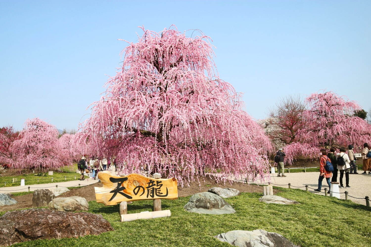 三重「鈴鹿の森庭園」約200本の梅が3月中旬から見頃に、しだれ梅＆霧の夜間ライトアップも｜写真5