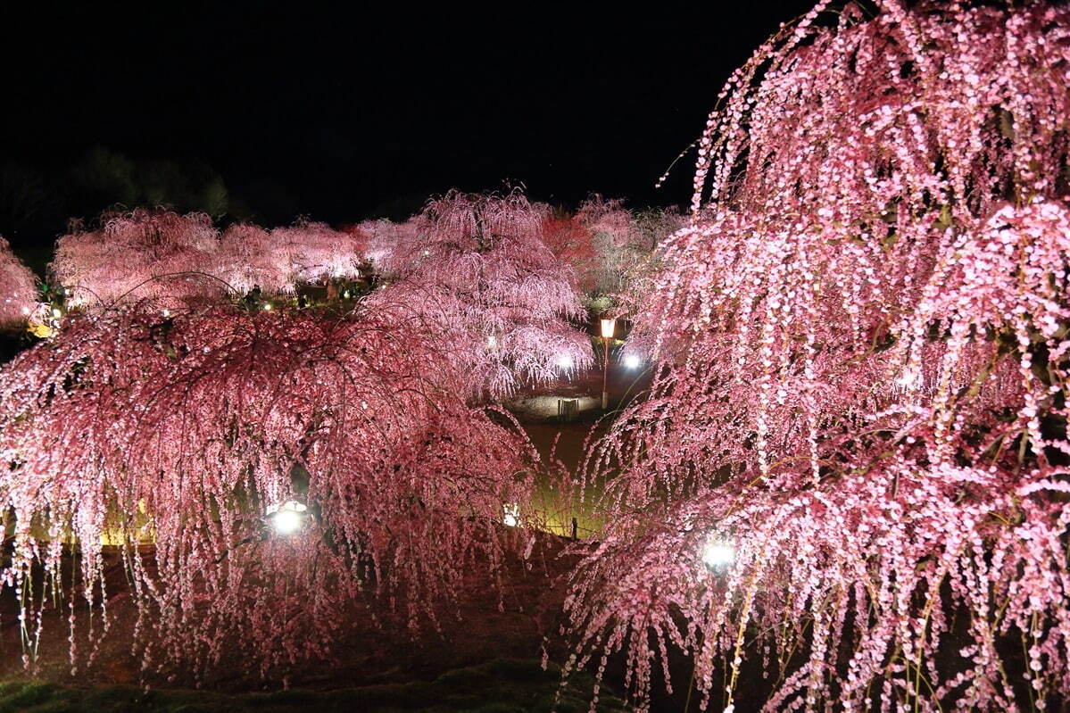 三重「鈴鹿の森庭園」約200本の梅が3月中旬から見頃に、しだれ梅＆霧の夜間ライトアップも｜写真12